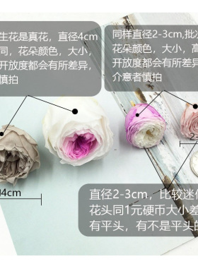 花掌柜永生花A级奥斯汀玫瑰花