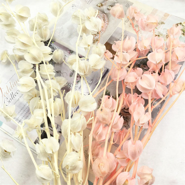 永生花diy情人节材料包灯笼果ins保鲜玫瑰风铃果玻璃罩礼金花盒