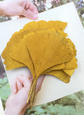 永生花团真树叶植物标本银杏叶