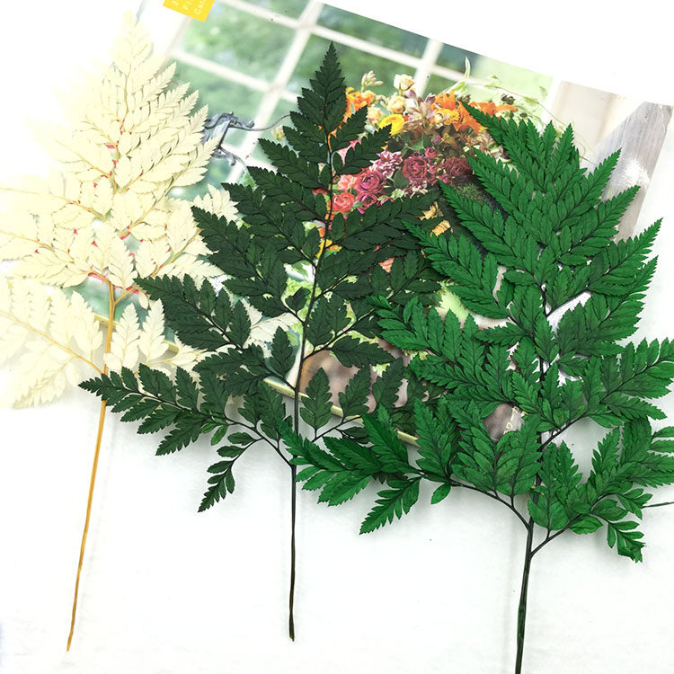 永生花配叶高山羊齿金银彩色蕨叶diy情人节新娘头饰花环车挂材料