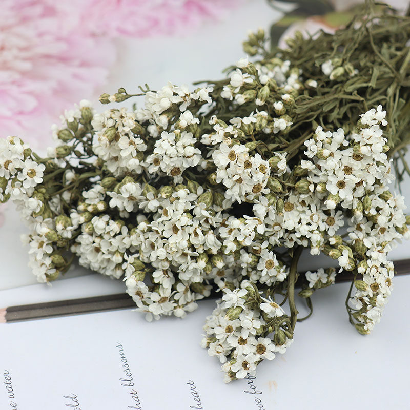 520永生花黛西白梅保鲜小雏菊婚礼鞋盒花束diy情人节新年礼盒配材