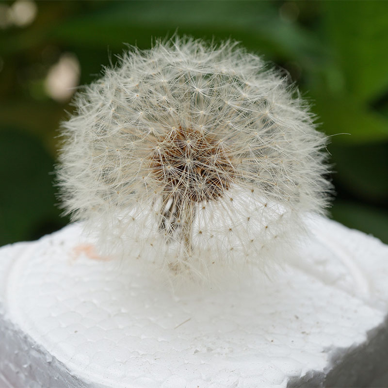 情人节永生花彩色蒲公英干花滴胶花材料包diy装饰花盒标本玻璃罩-图3