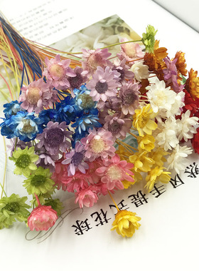 diy小星花干花小雏菊进口永生花