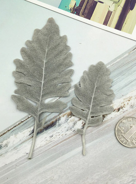 永生花玫瑰花叶子银叶菊橡栗叶礼盒永生花diy材料包配叶花材