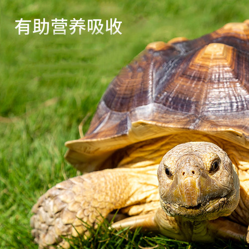 瑞皮reptizoo爬宠UVB灯泡爬宠补钙灯管陆龟蜥蜴乌龟晒背爬缸加热 - 图1