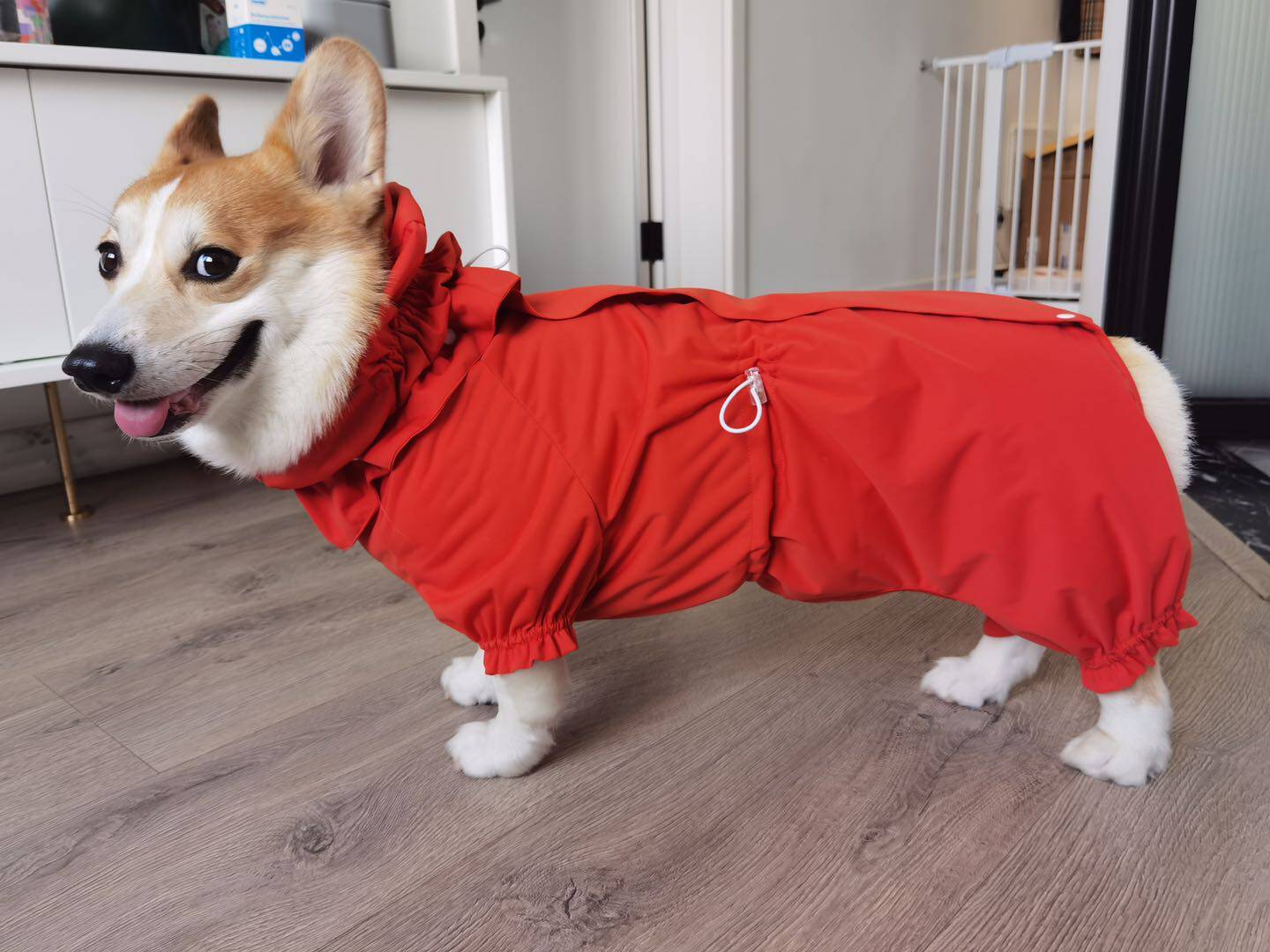 大狗雨衣 深桔色背开拉链穿脱方便可拆取头套四脚杜宾金毛拉拉