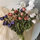 * Красивая маленькая тетя* Инс Ханфенг Плака