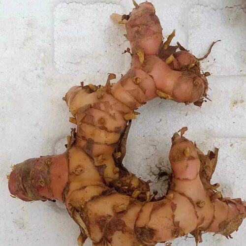 新鲜南姜山姜 galangal 冬阴功汤潮汕牛肉火锅配料农产品 包邮 - 图3