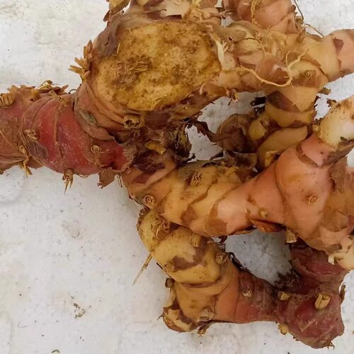 新鲜南姜山姜 galangal 冬阴功汤潮汕牛肉火锅配料农产品 包邮 - 图2