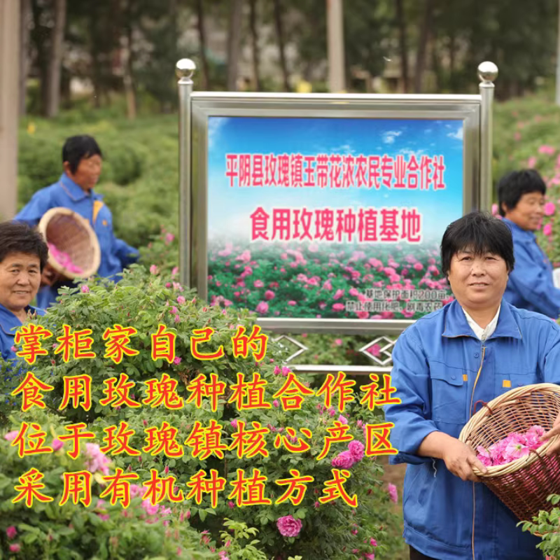 2024新货平阴玫瑰花蕾茶重瓣红玫瑰无硫熏不提精油250克花草茶 - 图2