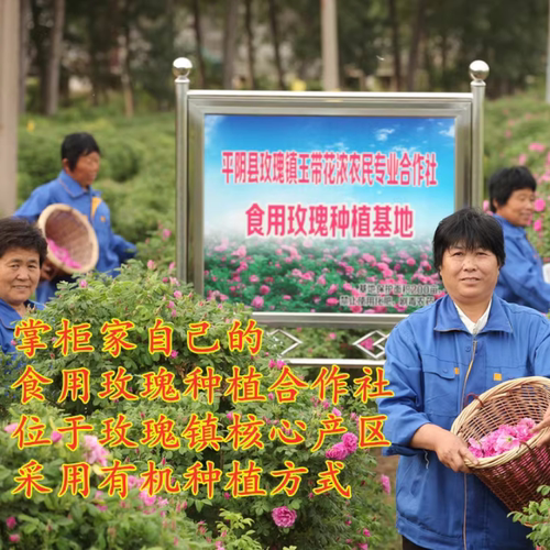 平阴玫瑰花蕾茶重瓣红玫瑰低温微波无硫熏不提精油250克花草茶 - 图2