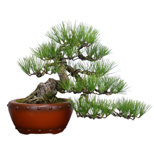 造型爆皮黑松盆景老桩松柏盆栽四季常青植物居家办公绿植 年货礼 - 图3