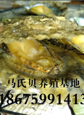 海水蚌 马氏贝养殖基地 AKOYA海水蚌 湛江海水蚌 非育珠蚌