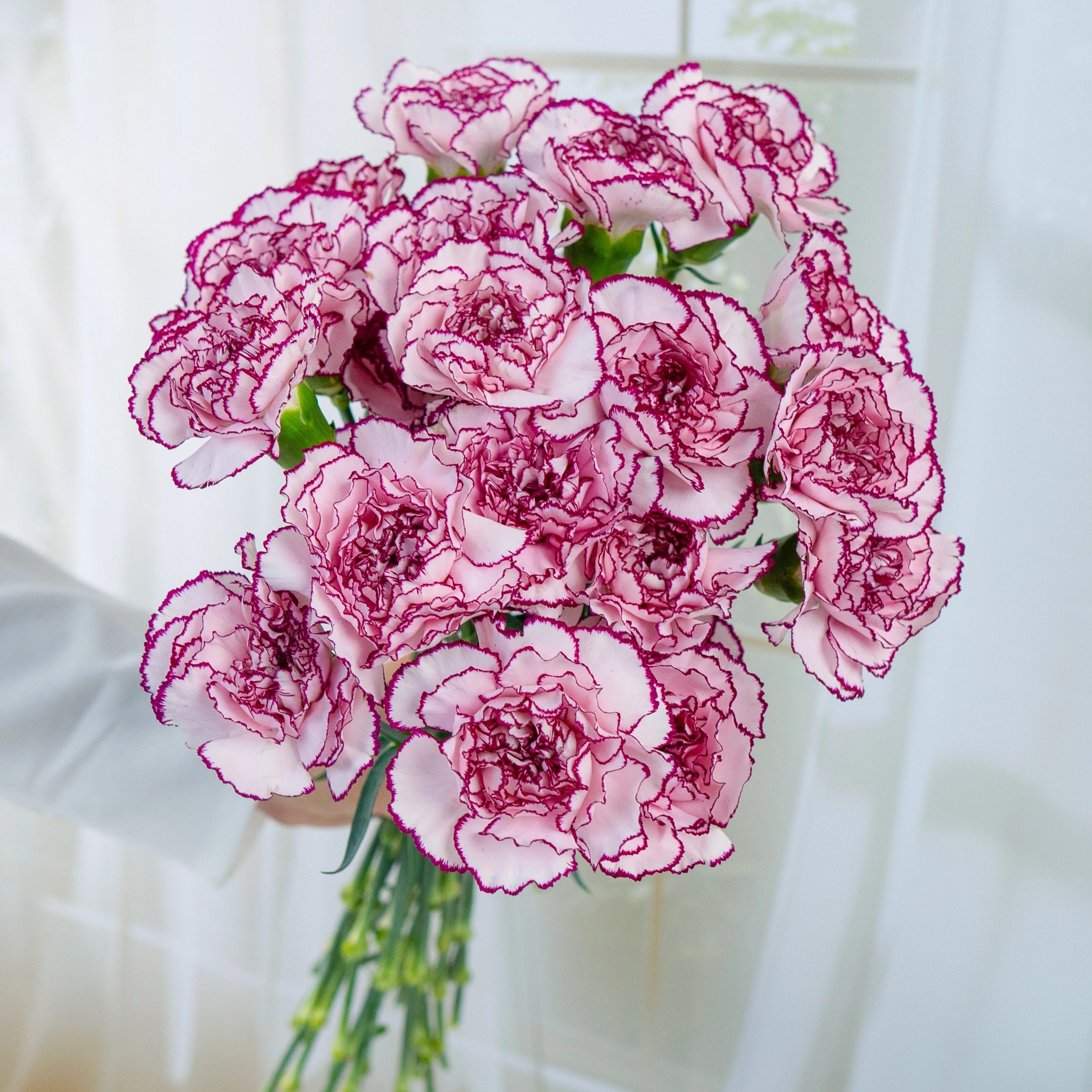 单头红粉康乃馨多头康乃馨鲜切花云南鲜花基地直发家用母亲节花束,淘宝优惠券,粉丝福利购,淘宝优惠卷