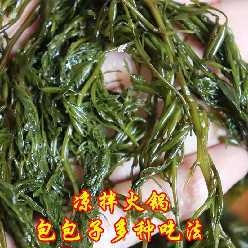 新鲜盐渍马尾藻龙须菜海草长寿菜羊栖菜鞭炮笋海藻凉拌火锅食材 - 图1