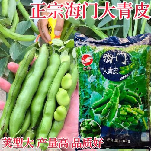 丰邦门大青皮蚕豆大种子高产抗病荚豆蚕农家大海田基地春YCE秋播 - 图2