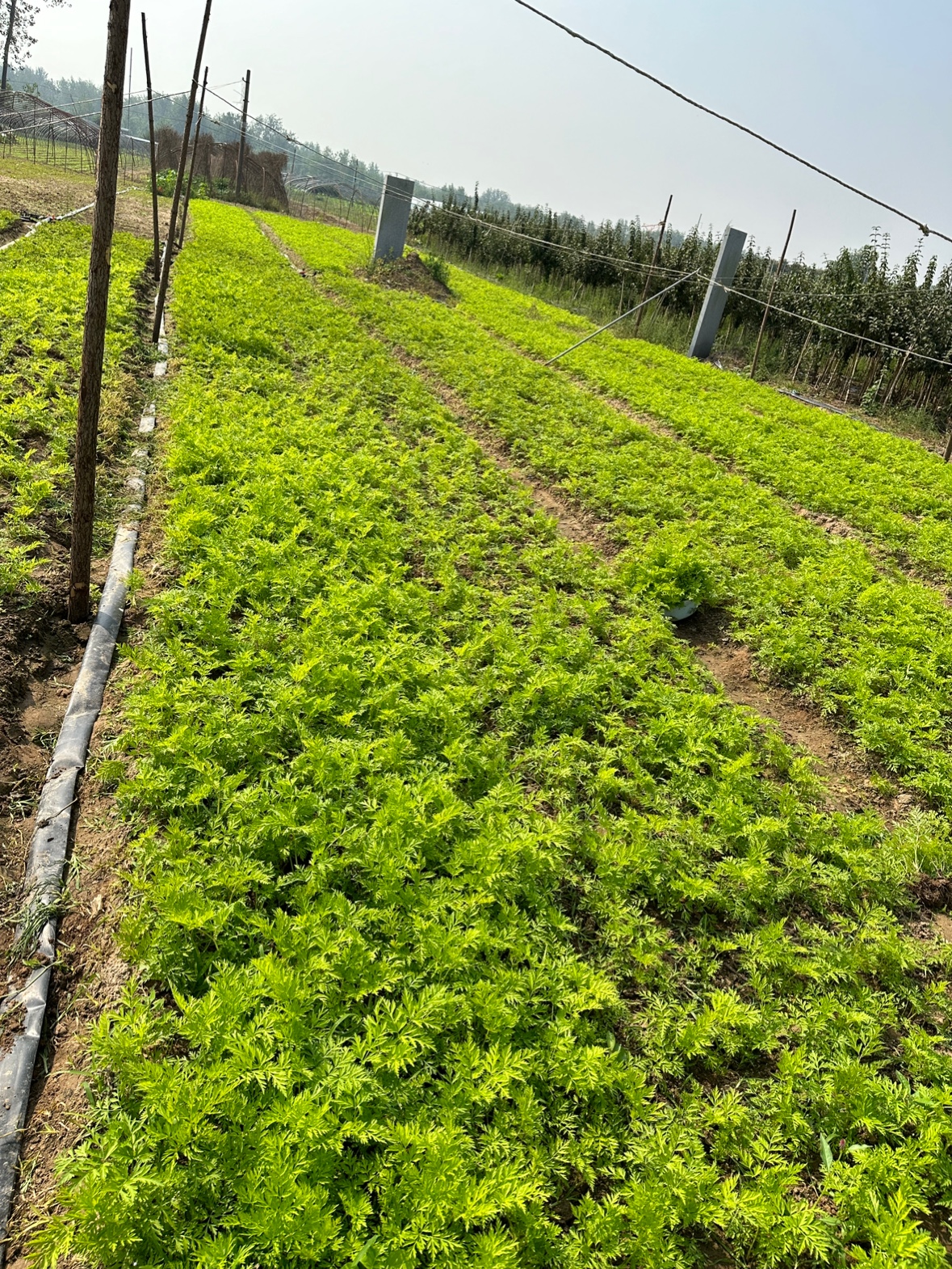 川芎苗川芎小苗盆栽根块地栽川芎苓子种苗室内外庭院种植中药材苗-图3