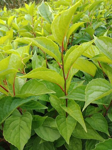 五味子种苗南北五味子苗五味子树苗包成活 藤本植物 稀有果苗 - 图0