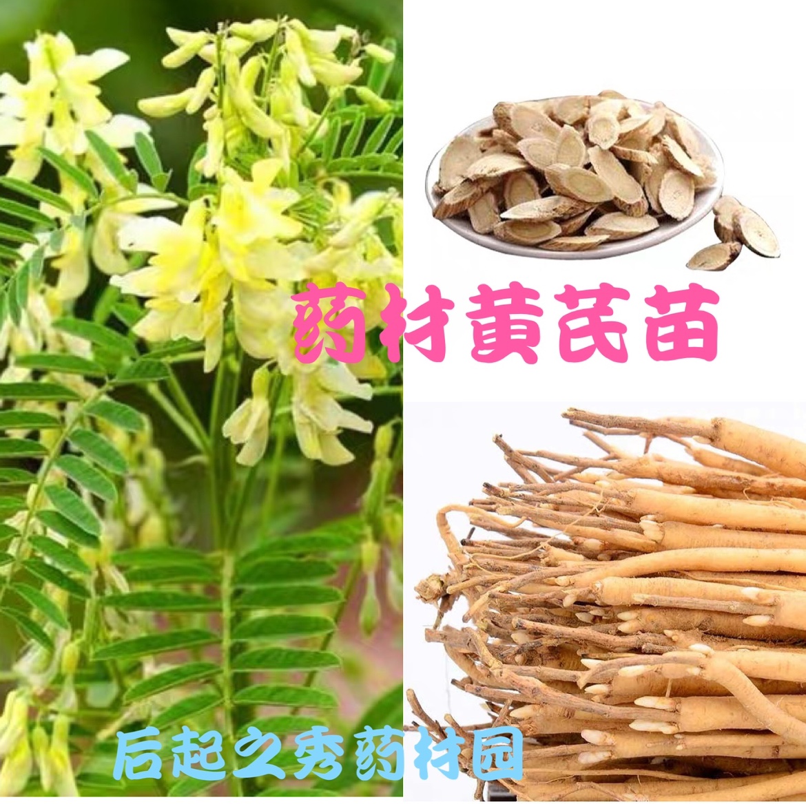 中药材黄芪苗黄芪种苗新鲜优质带牙保活可盆栽地栽种植,淘宝优惠券,粉丝福利购,淘宝优惠卷