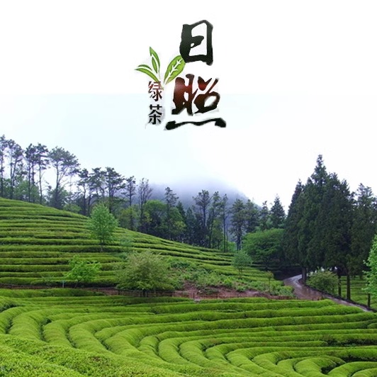 2024新茶叶日照绿茶春茶炒青板栗香豆香散装高山明前浓香罐装礼盒 - 图0