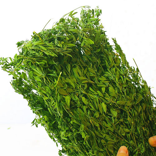 25年新草特级紫花苜蓿草干草龙猫饲料豚鼠荷兰猪兔粮草叶多细杆 - 图0
