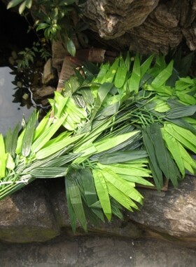 景观仿真植物仿树黄桷树叶片