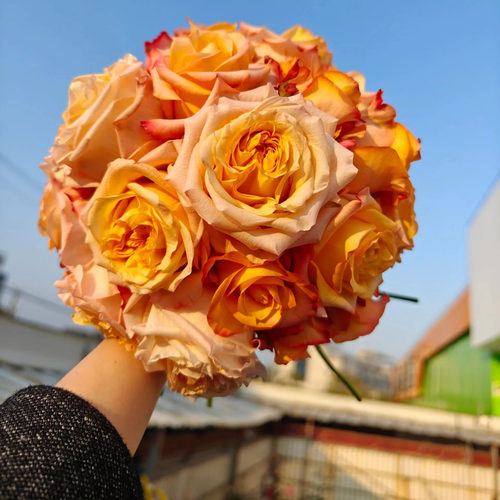 花知述园艺油画蒙娜丽莎四季玫瑰月季花树苗常年开花植物阳台可养 - 图3