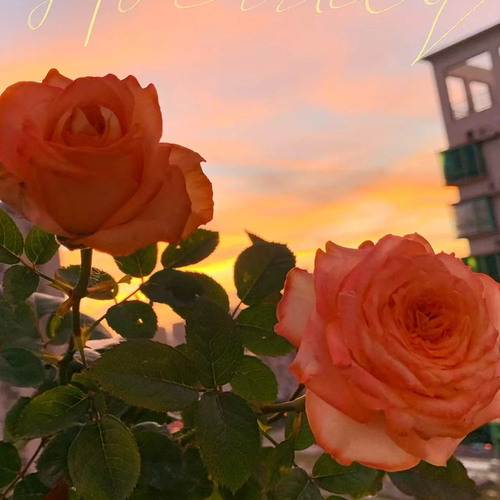 花知述园艺油画蒙娜丽莎四季玫瑰月季花树苗常年开花植物阳台可养 - 图2