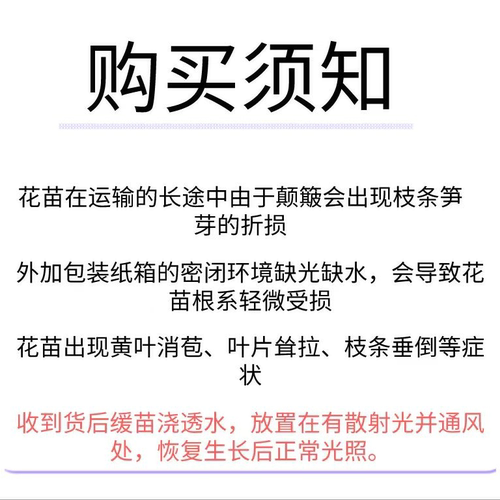 花知述园艺果汁阳台 新手必入多头花卉月季盆栽玫瑰 - 图0