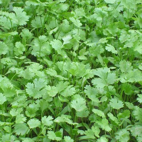 四季播蔬菜种子套餐（小葱香菜小白菜生菜）阳台庭院种菜盆栽易种 - 图1