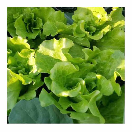 四季播蔬菜种子套餐（小葱香菜小白菜生菜）阳台庭院种菜盆栽易种 - 图3