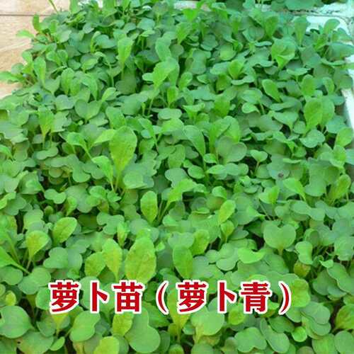 萝卜菜种子 萝卜青半青白梗萝卜苗四季易种芽苗菜生长快口感鲜嫩 - 图2