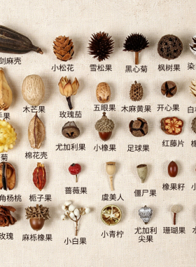 天然植物果实果壳相框标本材料装饰幼儿园手工diy圣诞节材料包