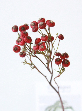 蔷薇果干真花DIY干花材料配件