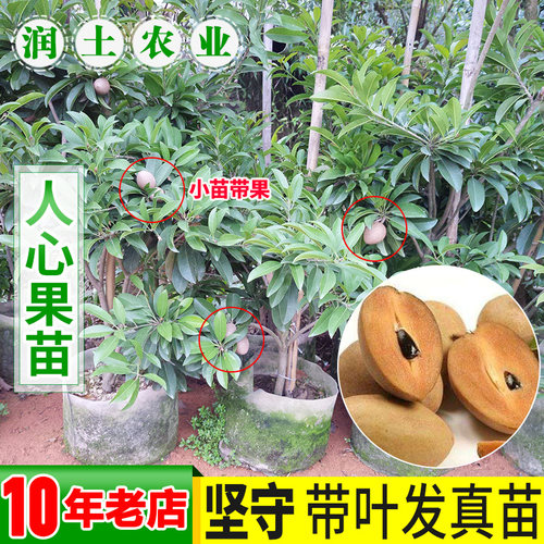 人心果苗树苗优质盆栽阳台 品种水果王 超甜 人心果树苗庭院 树苗 - 图1