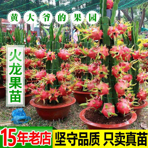 燕窝火龙果苗 麒麟果黄皮 红肉火龙果苗黄心果苗盆栽树苗四季结果 - 图2