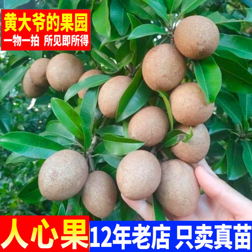 人心果苗树苗优质盆栽阳台 品种水果王 超甜 人心果树苗庭院 树苗 - 图0
