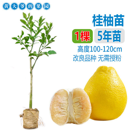 泰国红宝石青柚嫁接苗柚子树苗新品红宝石柚苗越南青柚苗红心柚子 - 图1
