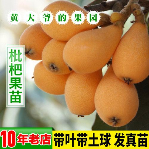 枇杷苗 大五星枇杷树苗 南方北方白沙甜枇杷庭院盆栽嫁接果树苗木 - 图0