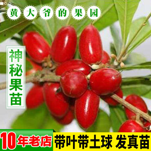 神秘果苗 神秘果树苗 南方果树苗 带土带泥带叶广西发货 盆栽地栽 - 图0