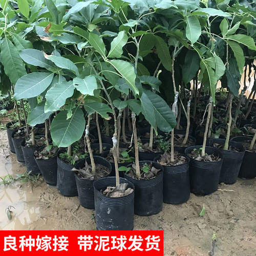 白柿果树苗 冰淇淋果苗 白柿苗 新品种巧克力果树苗南方种植地栽 - 图1