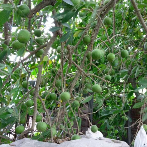 白柿果树苗 冰淇淋果苗 白柿苗 新品种巧克力果树苗南方种植地栽 - 图3