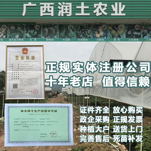 柚子树苗 正宗容县沙田柚苗三红红肉红心柚子苗 泰国红宝石青柚苗 - 图2