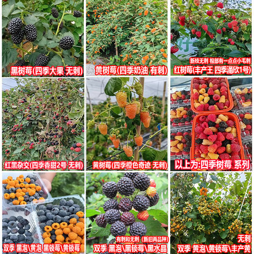 树莓苗盆栽地栽覆盆子双季红树莓黑黄树莓苗南方北方四季水果树苗 - 图3