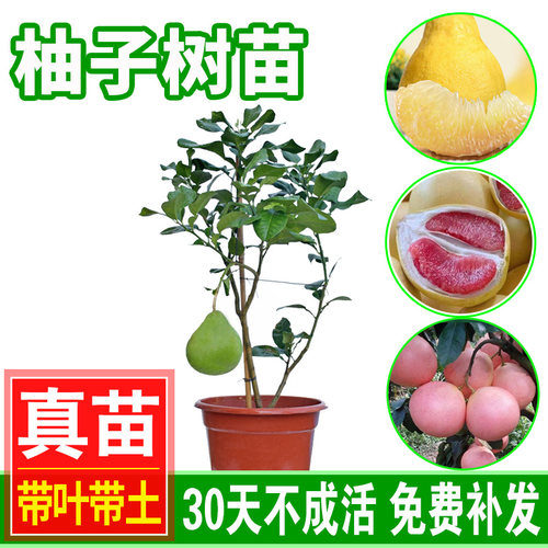 柚子树苗 正宗容县沙田柚苗三红红肉红心柚子苗 泰国红宝石青柚苗 - 图1