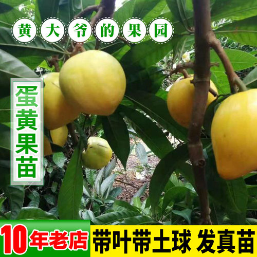 正宗鸡蛋果树苗蛋黄果树苗名贵仙桃水果树苗盆栽地栽带土带叶发货 - 图1
