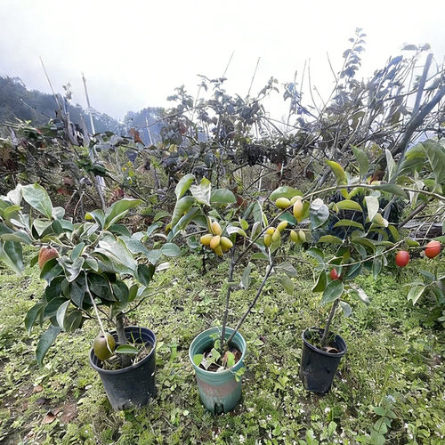 羊奶果苗羊奶果树苗胡颓子果树苗盆栽地载庭院阳台种 - 图0