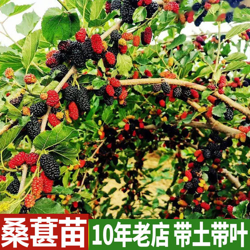 桑葚苗 桑椹苗树苗长桑果树苗无籽大十南方种北方种盆栽 地栽种植 - 图0
