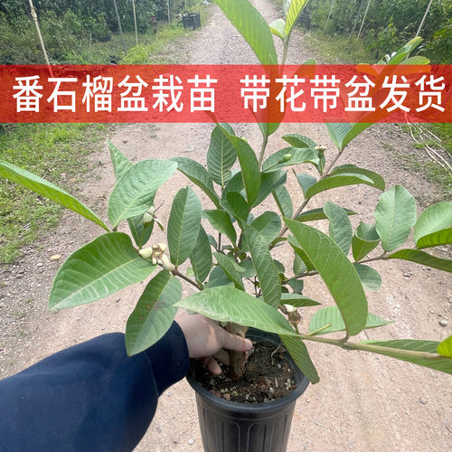 番石榴苗 红心西瓜芭乐 树苗 正宗台湾四季珍珠番石榴苗 当年结果 - 图0