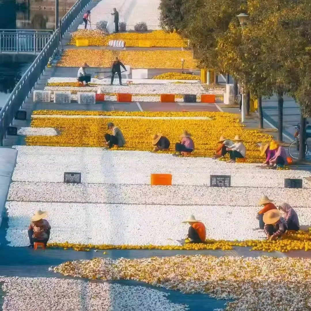 2025年新会茶坑冬后大红新皮 自然生晒柑香甜润 正宗陈皮陈皮茶坑,淘宝优惠券,粉丝福利购,淘宝优惠卷